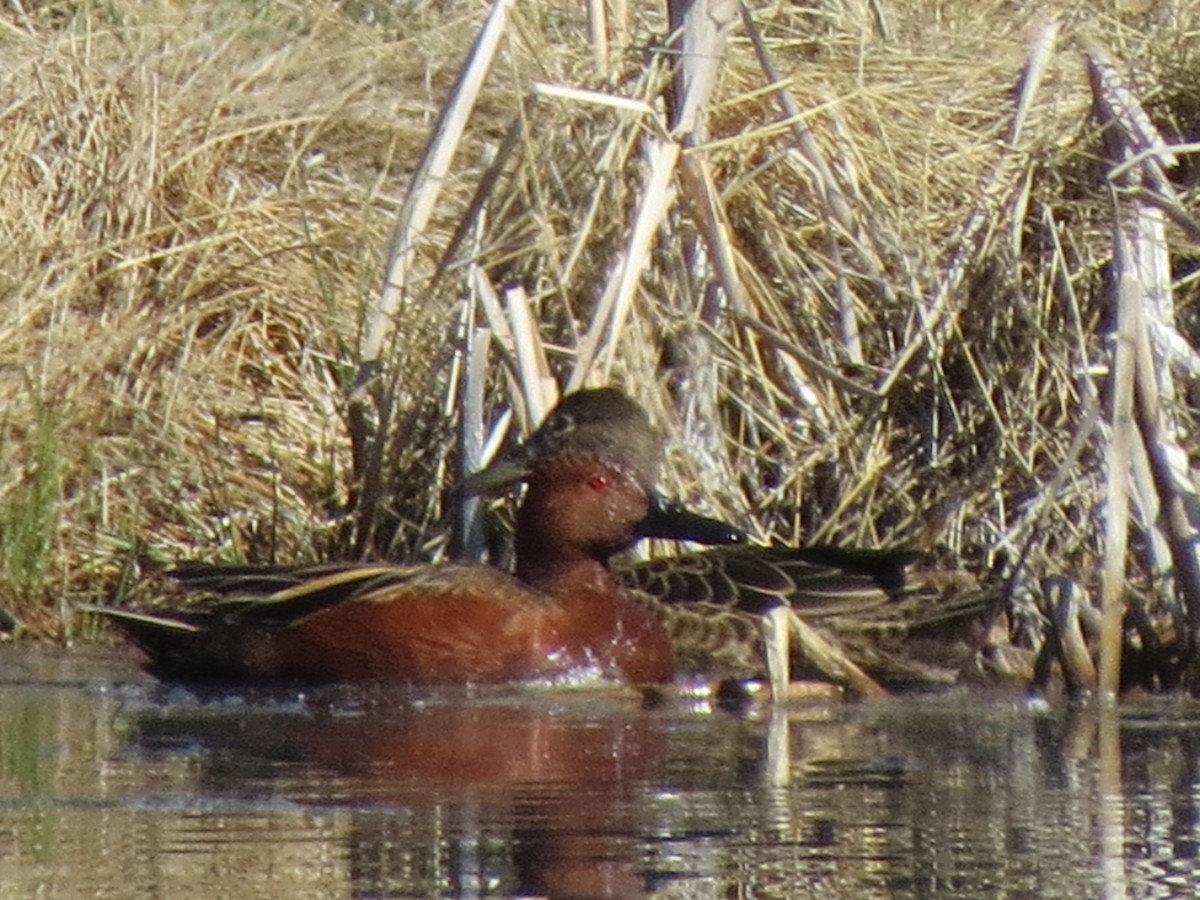 Cinnamon Teal - ML153815981