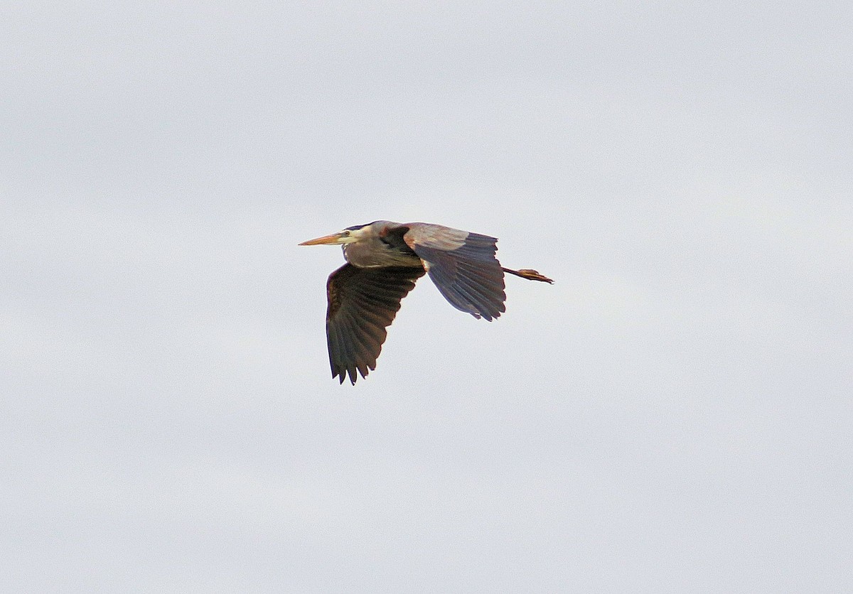 Great Blue Heron - ML153816041