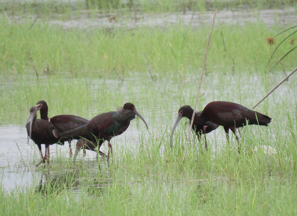 White-faced Ibis - ML153816381