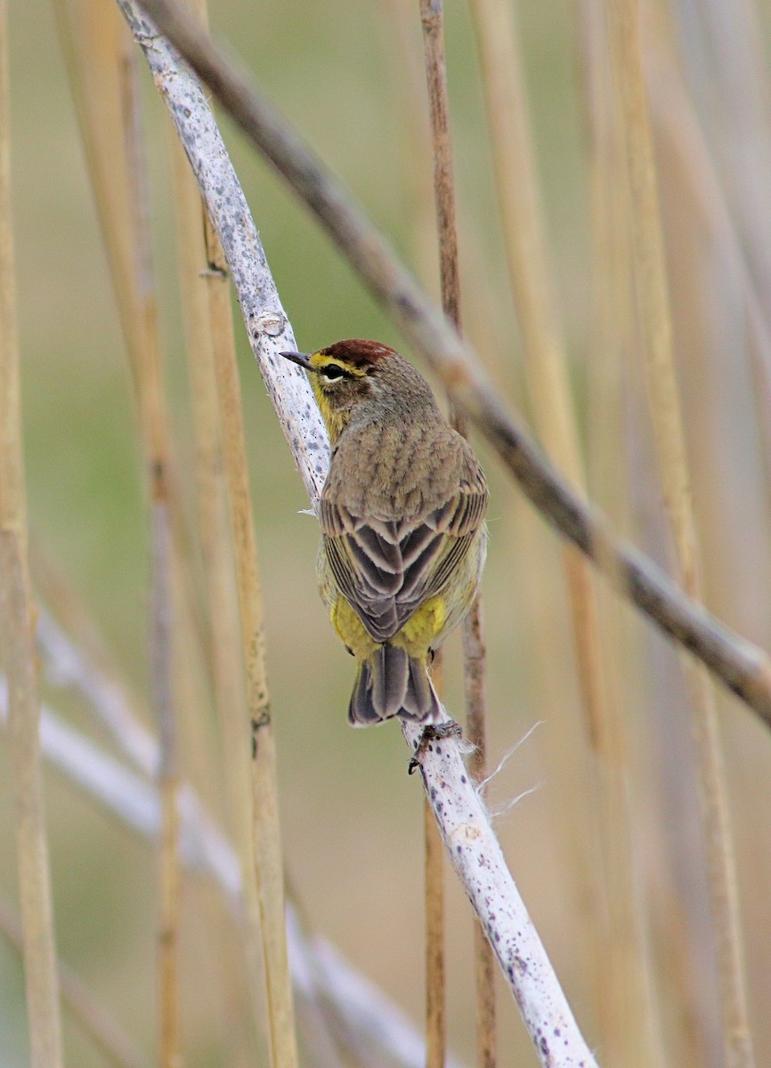 Palm Warbler - ML153816691