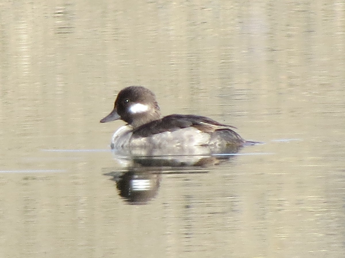 Bufflehead - ML153816821