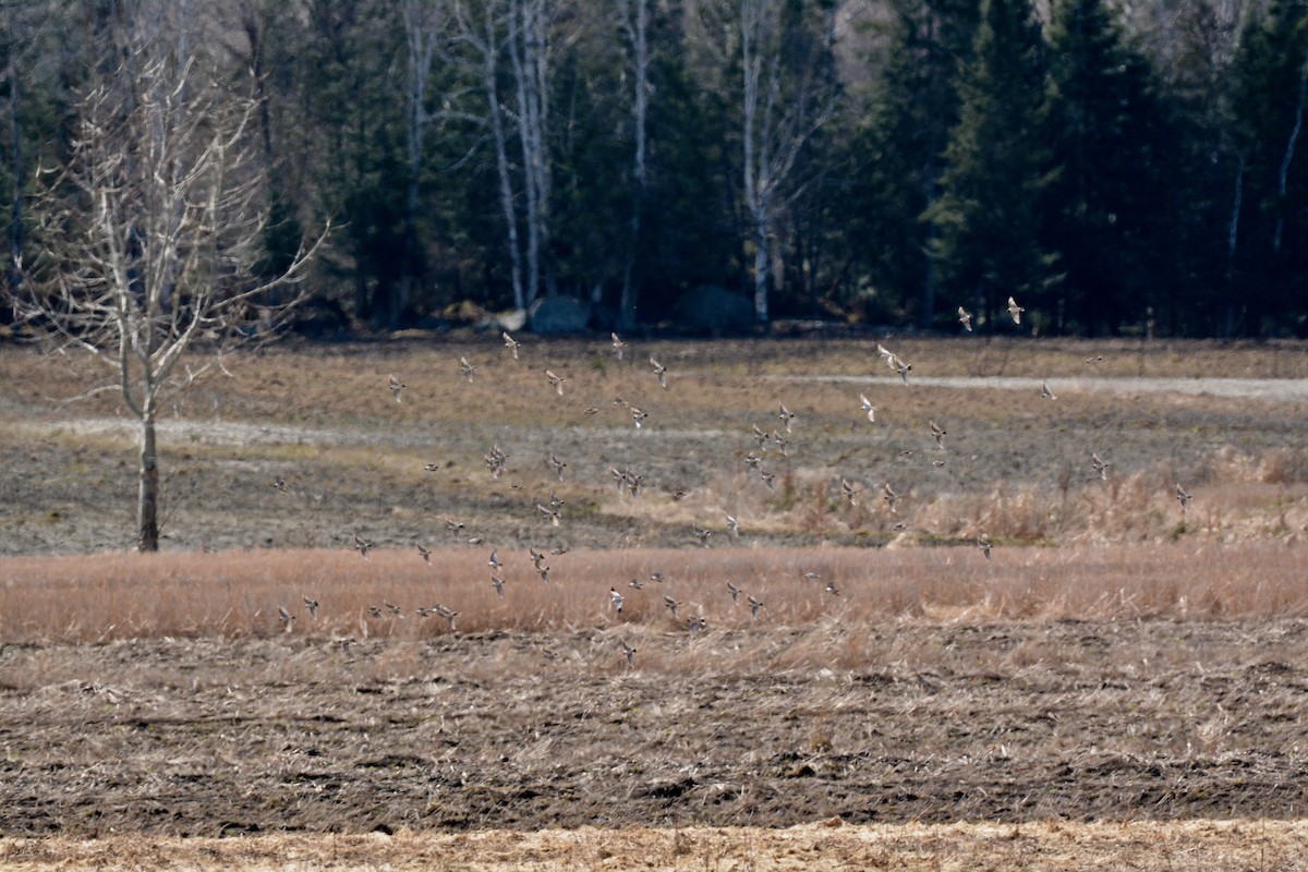 Lapland Longspur - Monica Siebert