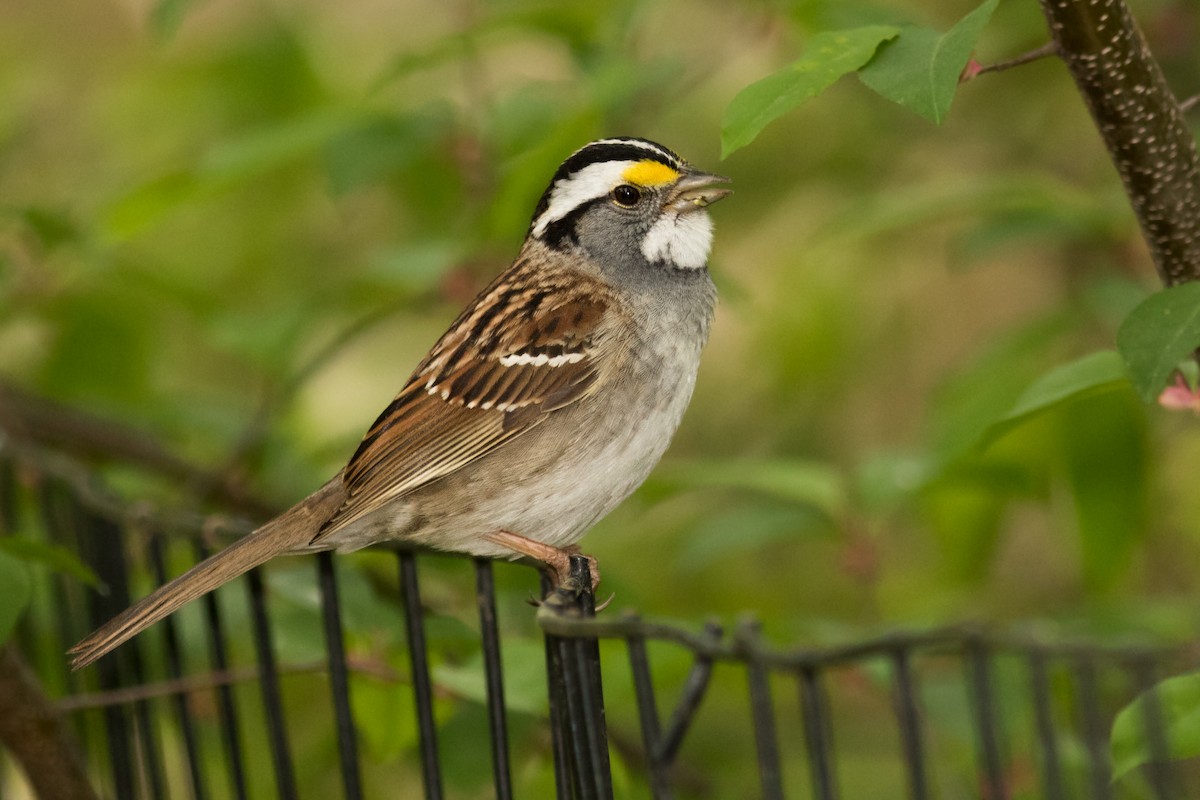 White-throated Sparrow - August Davidson-Onsgard
