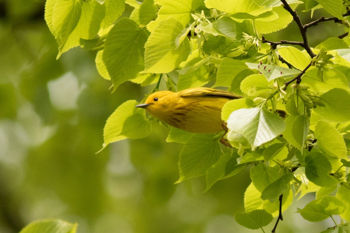 Paruline jaune (groupe aestiva) - ML153817211