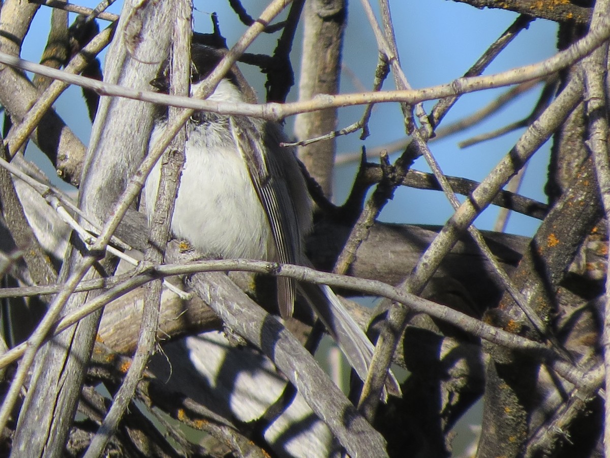 Black-capped Chickadee - ML153817381