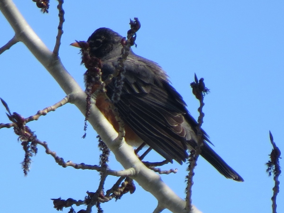 American Robin - ML153817591