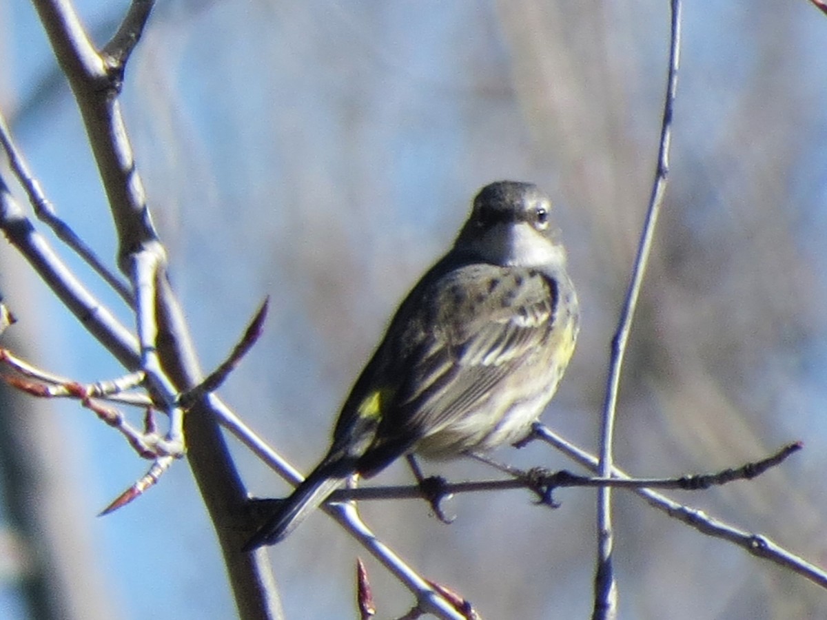 Yellow-rumped Warbler - ML153818181