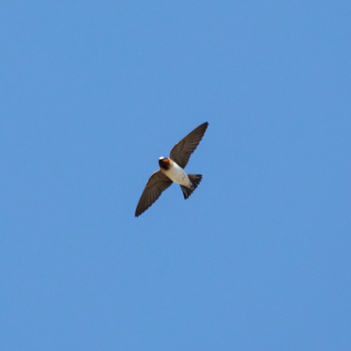 Cliff Swallow - ML153818951