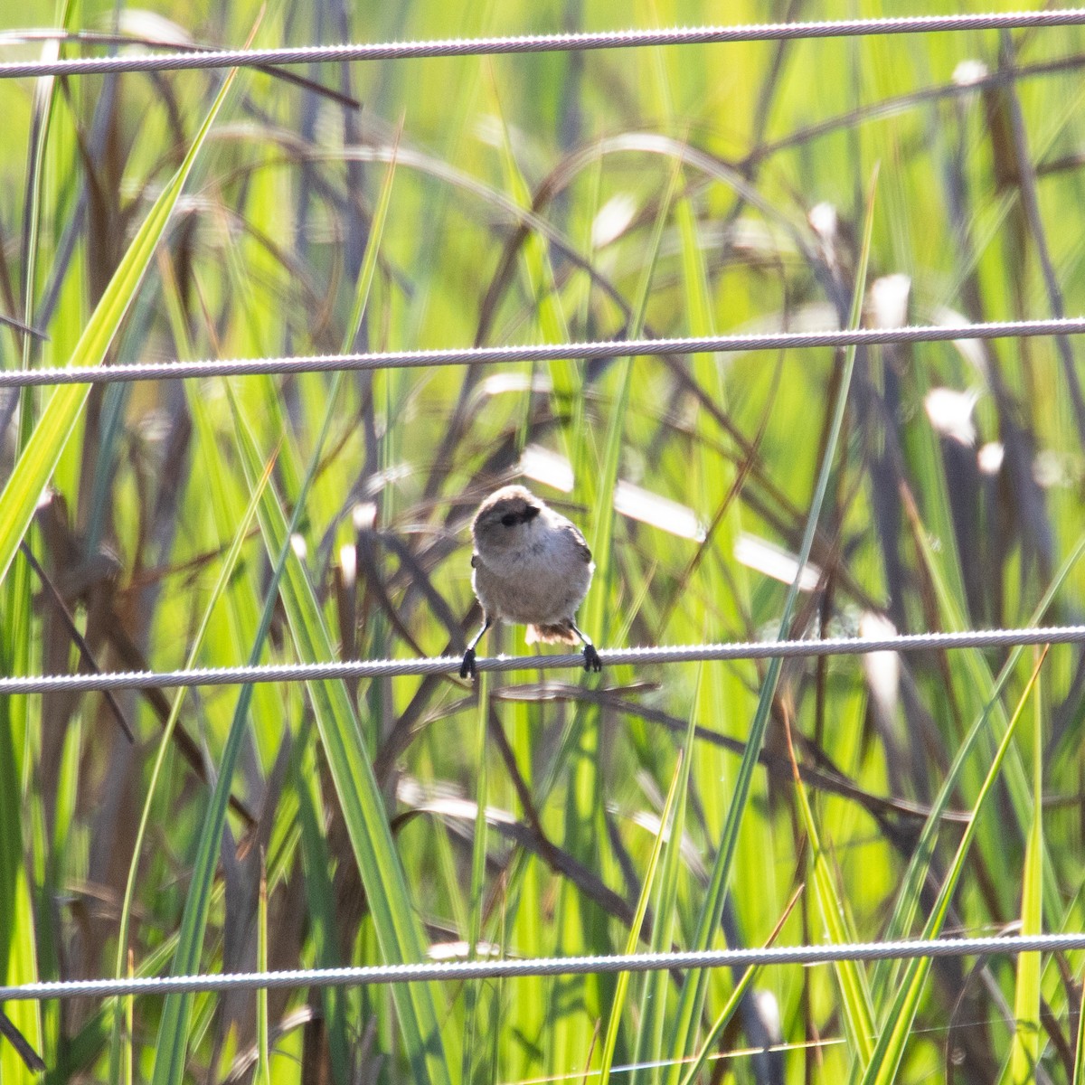 Bushtit - ML153819241