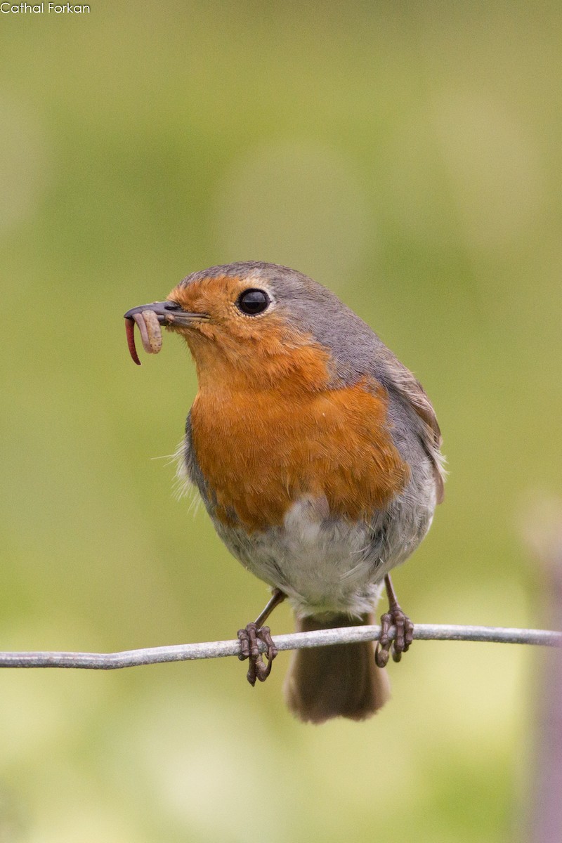 European Robin - ML153819801