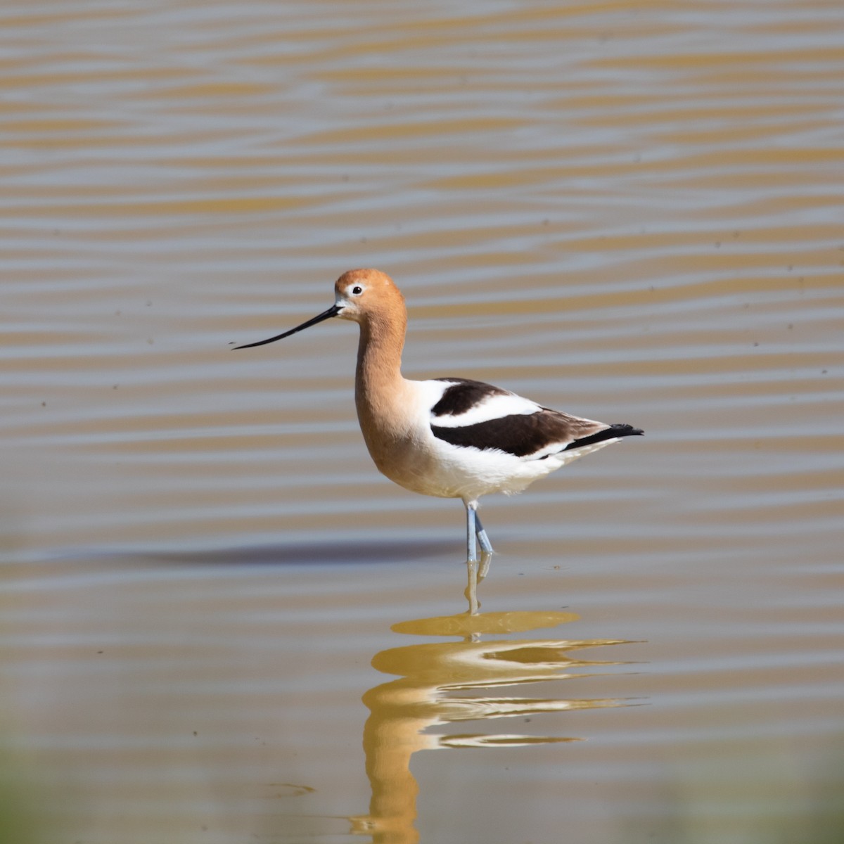 Avocette d'Amérique - ML153819871