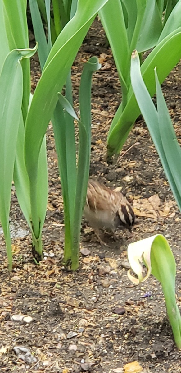 White-throated Sparrow - ML153820261