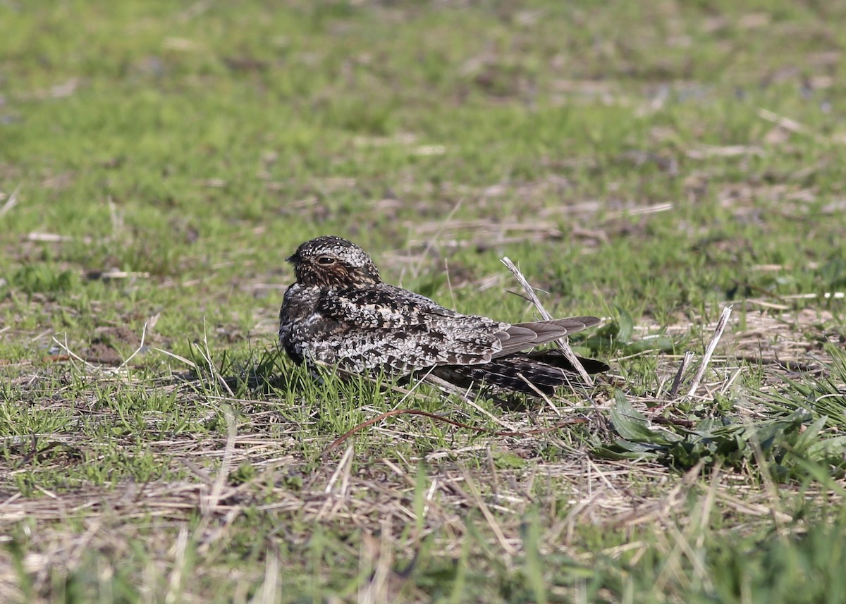 Common Nighthawk - Alan Kneidel