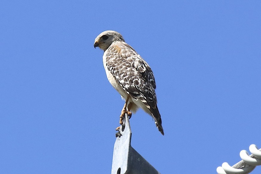 Red-shouldered Hawk - ML153820611