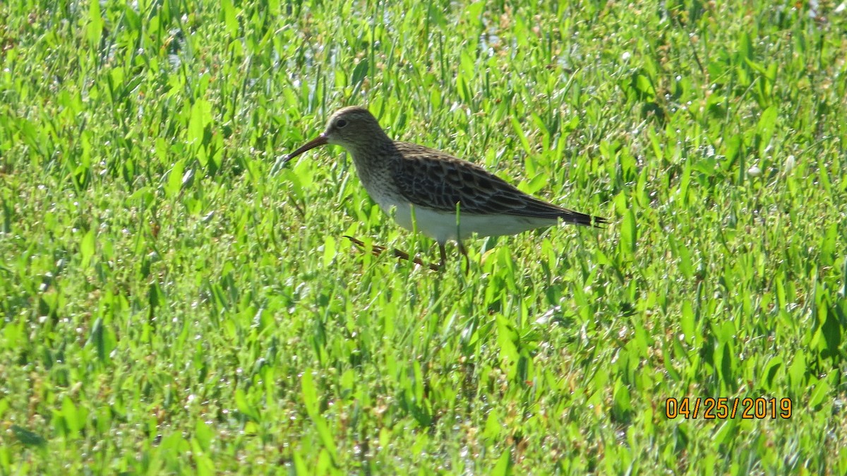 Pectoral Sandpiper - ML153821831