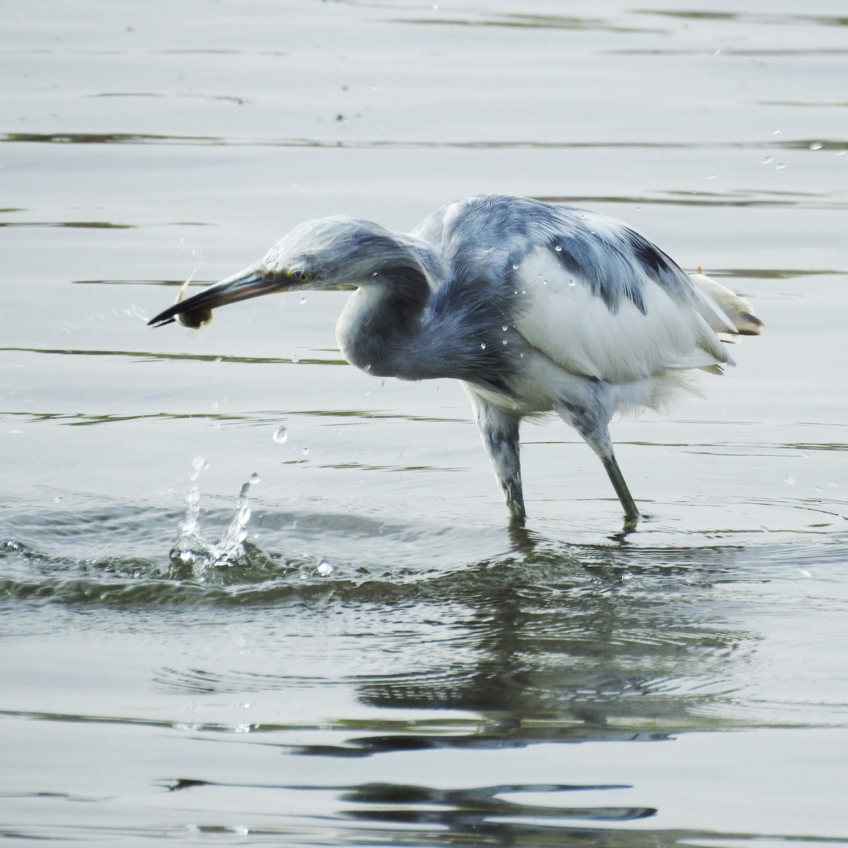 Little Blue Heron - Michelle Haglund