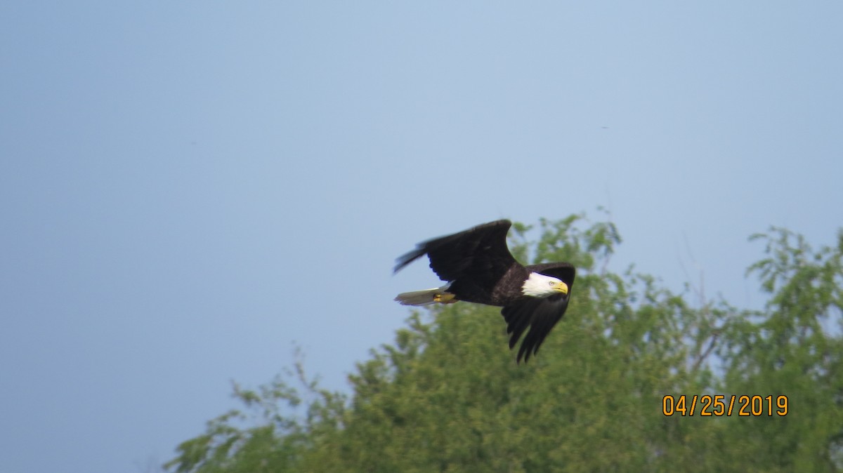 Bald Eagle - ML153822211