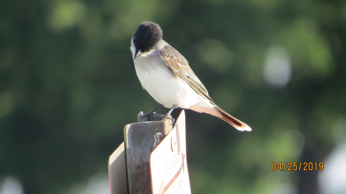 Eastern Kingbird - ML153822291