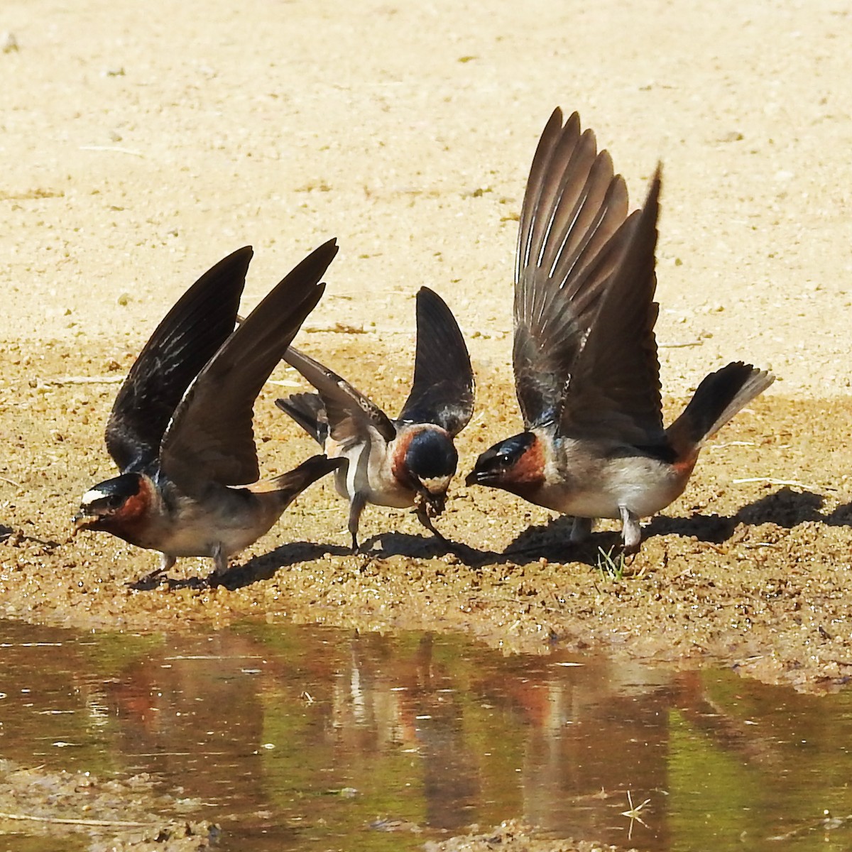 Cliff Swallow - ML153822531