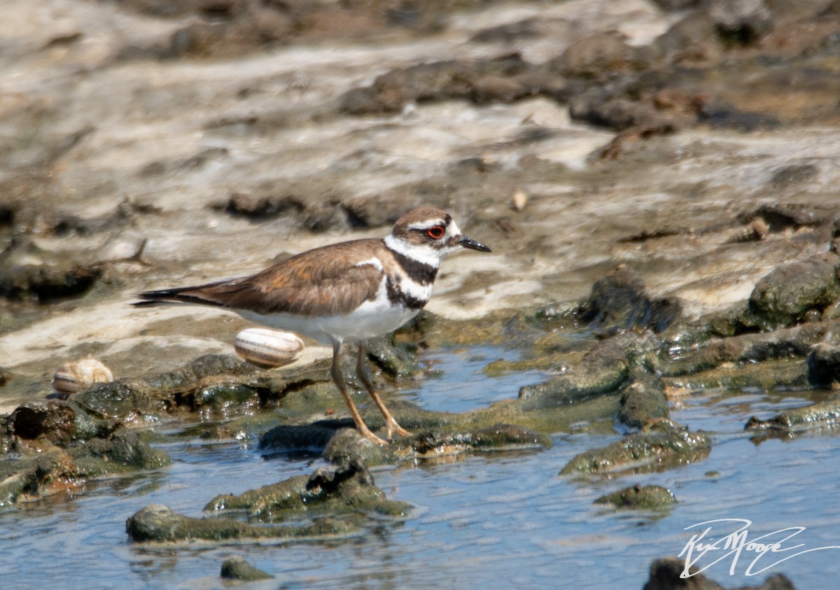 Killdeer - Kim Moore