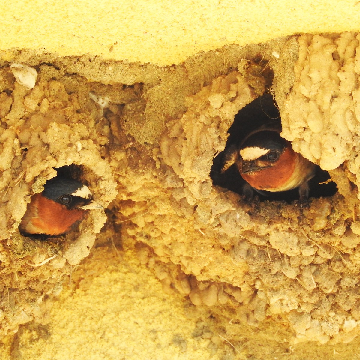 Cliff Swallow - ML153822591