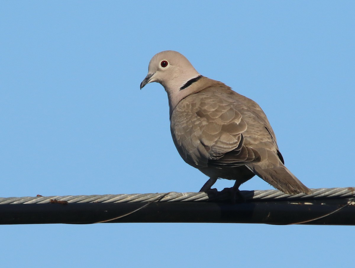 Eurasian Collared-Dove - ML153822671