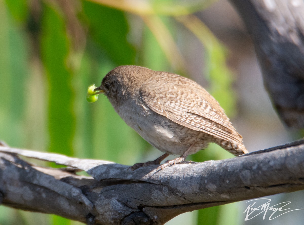 House Wren - Kim Moore