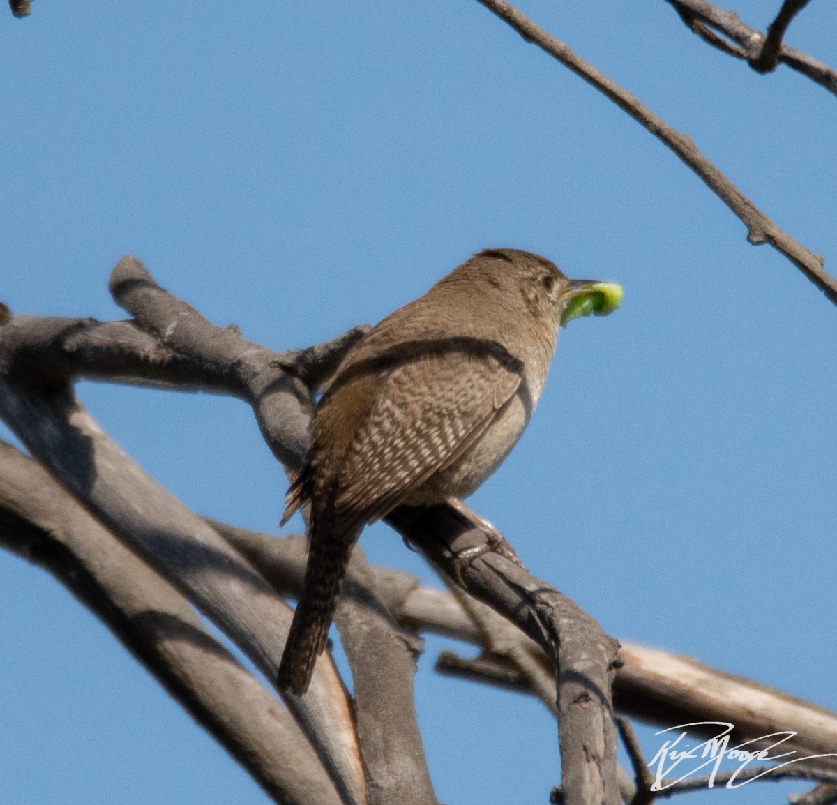 House Wren - Kim Moore