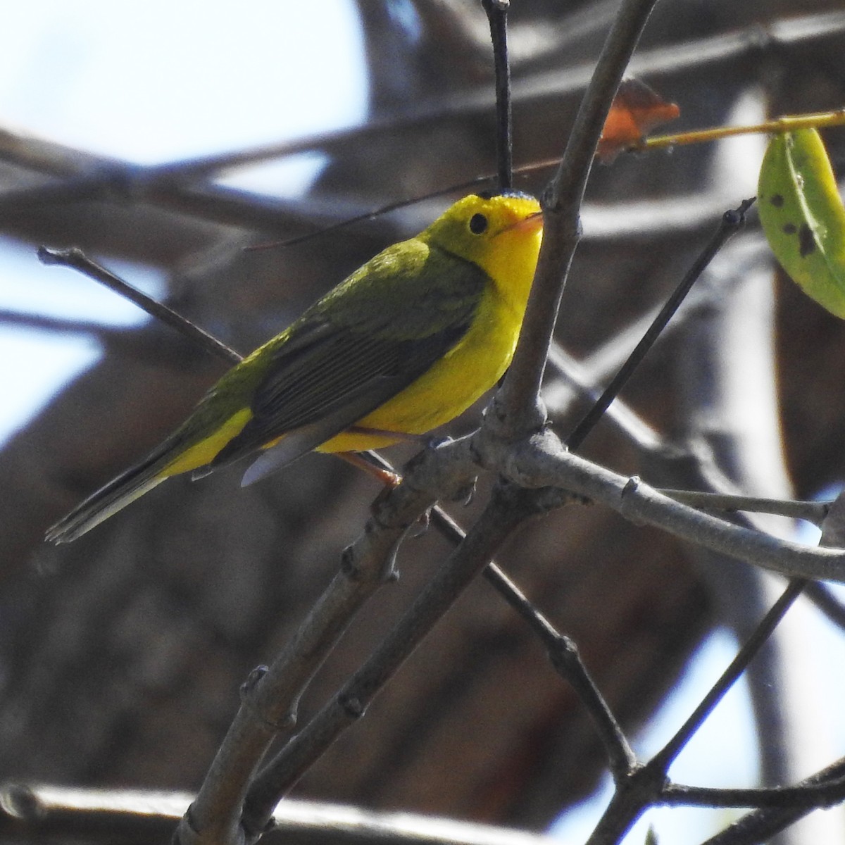 Wilson's Warbler - ML153822881