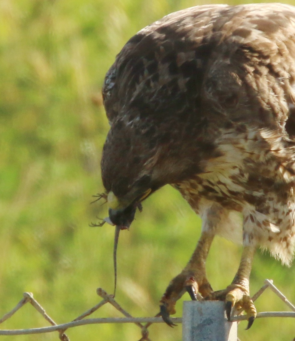 Red-tailed Hawk - ML153822981