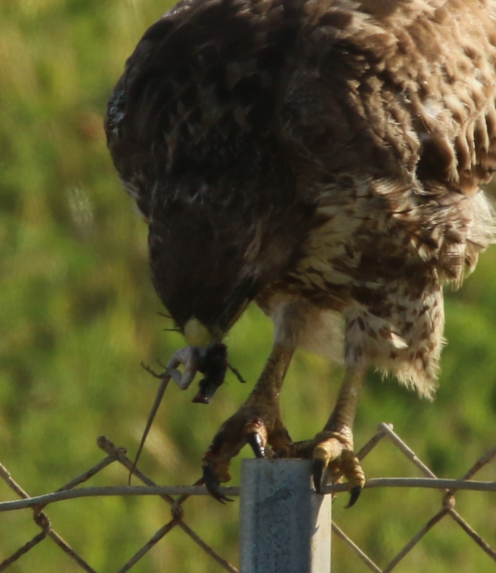 Red-tailed Hawk - ML153823001