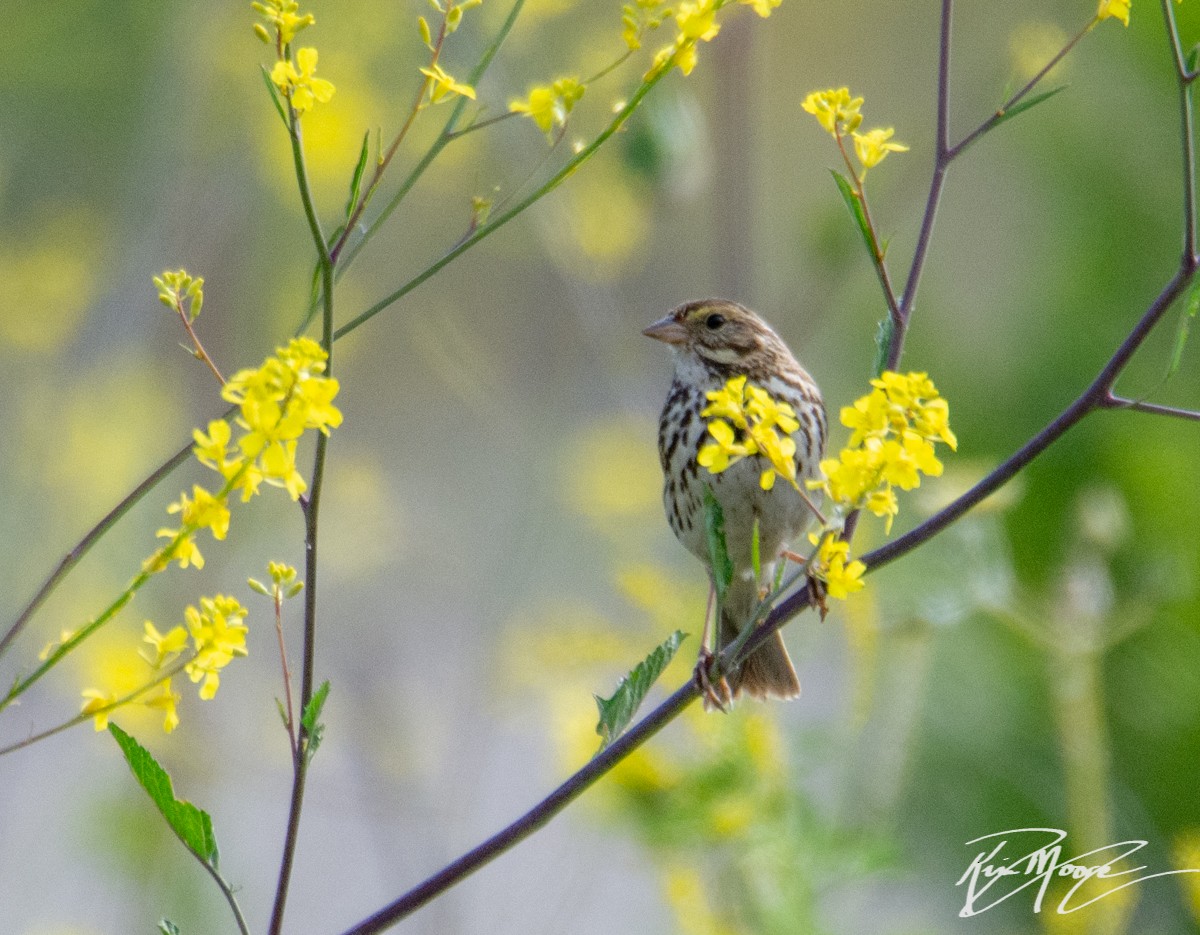 Savannah Sparrow (Belding's) - ML153823041