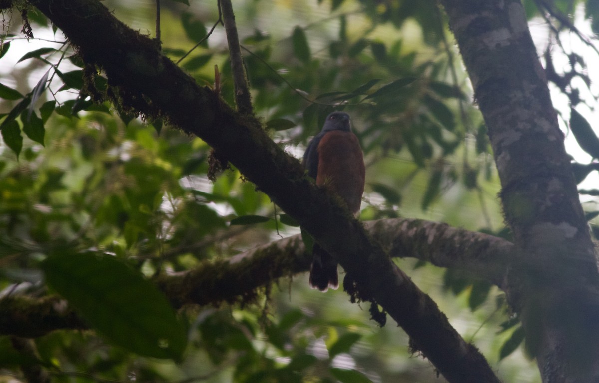 Double-toothed Kite - ML153823071