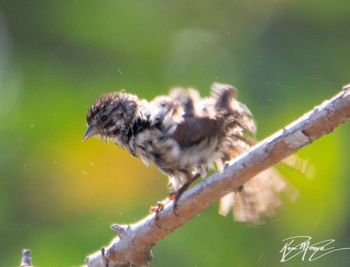 Song Sparrow - ML153823101