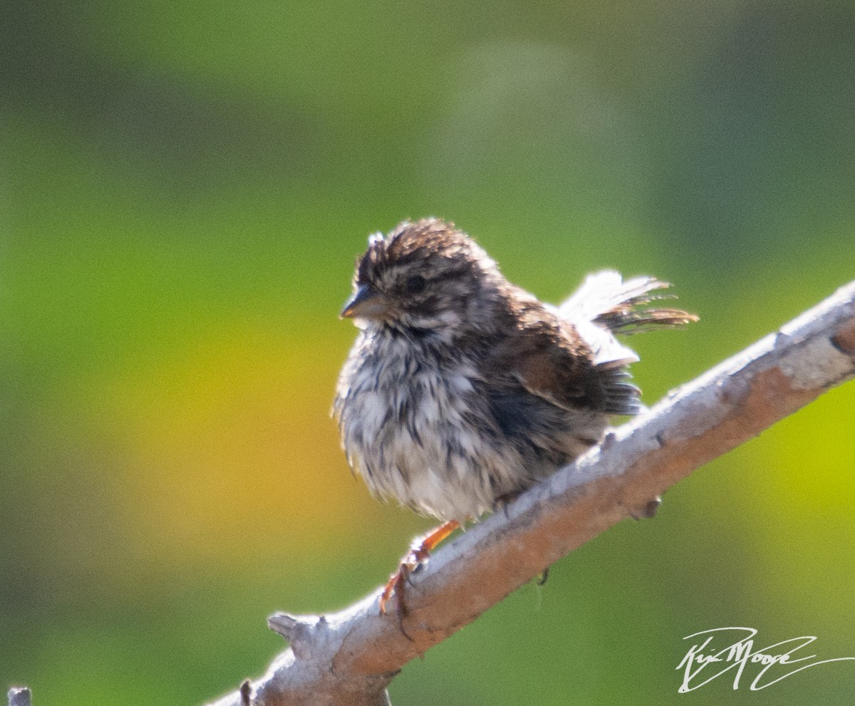 Song Sparrow - Kim Moore