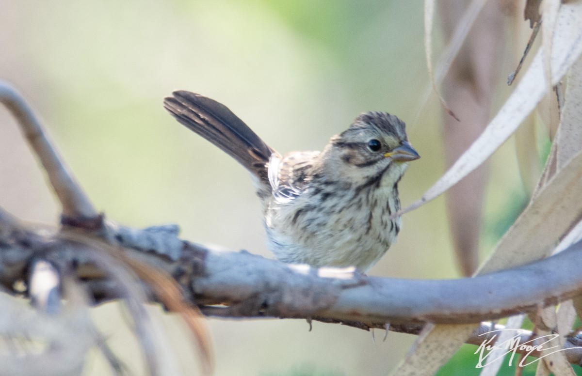 Song Sparrow - ML153823171