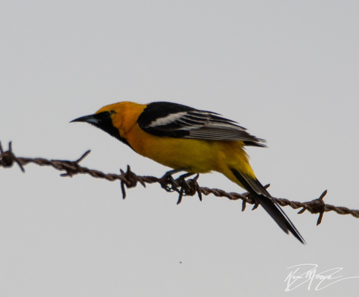 Oriole masqué - ML153823241