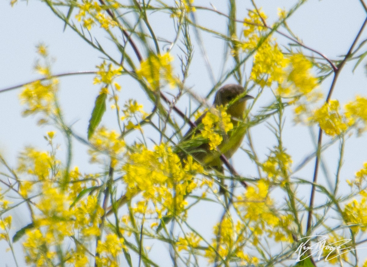 Hooded Oriole - ML153823251