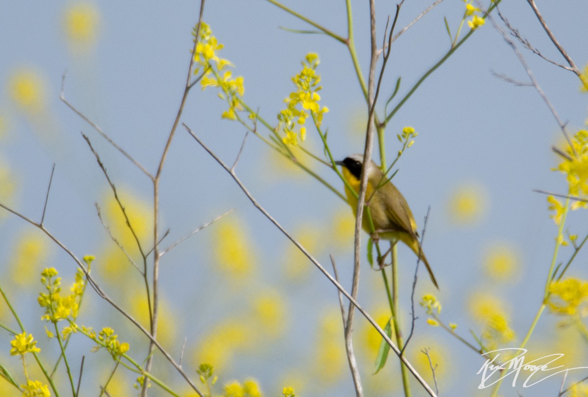 Common Yellowthroat - ML153823311