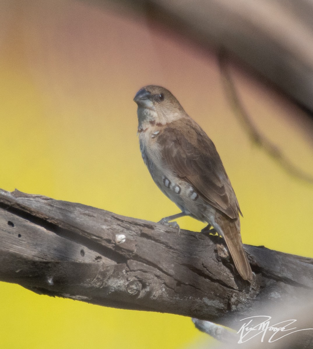 Scaly-breasted Munia - ML153823471