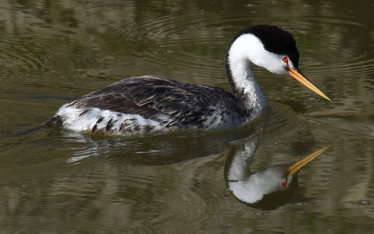 Clark's Grebe - ML153823621