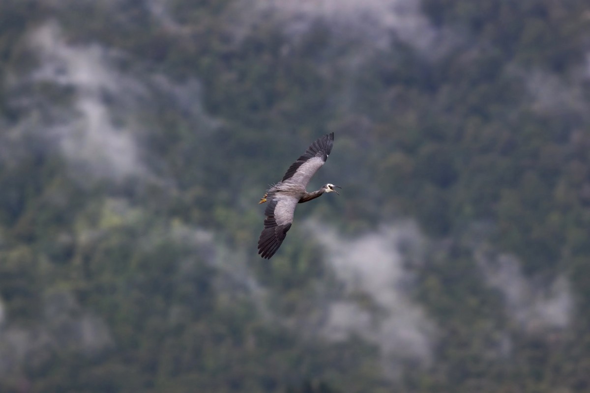 White-faced Heron - ML153824461