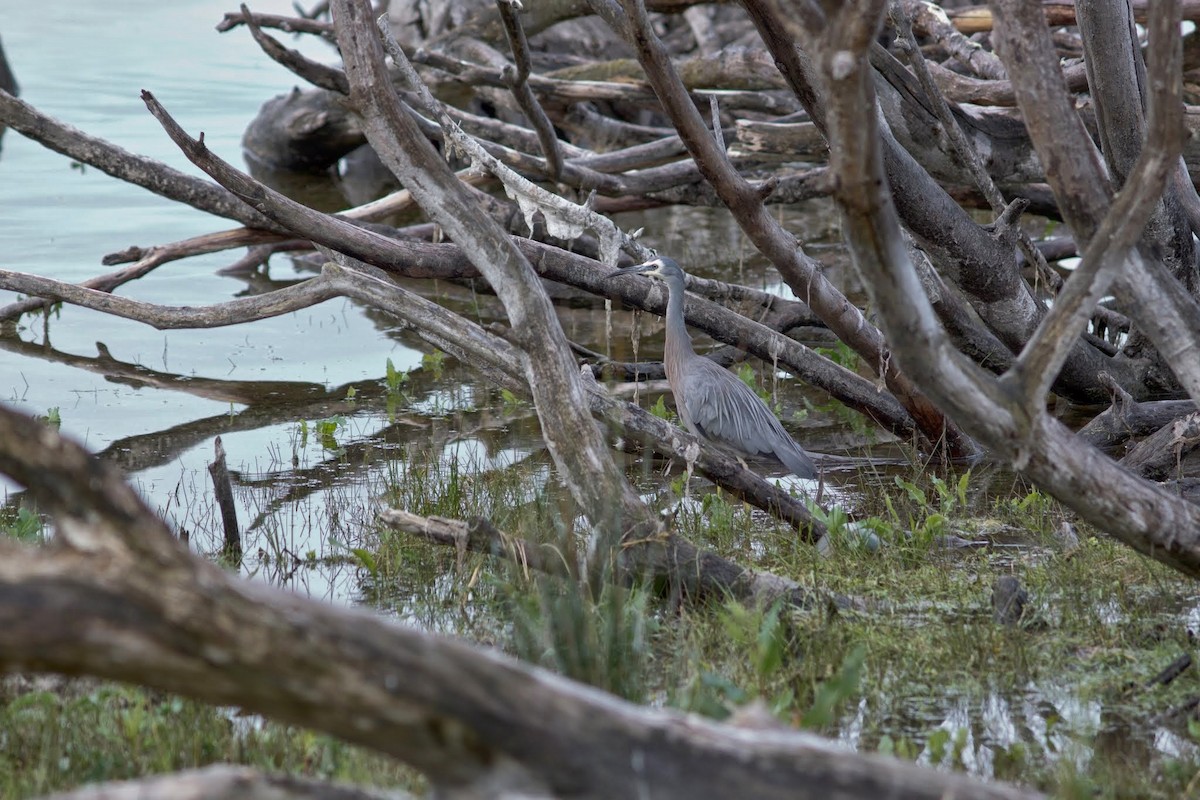 White-faced Heron - ML153824481