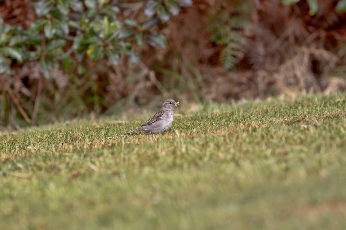 House Sparrow - ML153824511