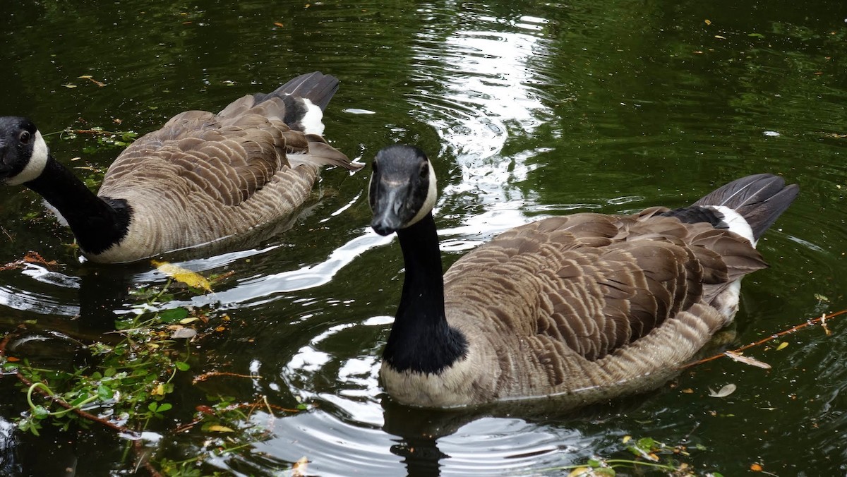 Kanadagans - ML153824581