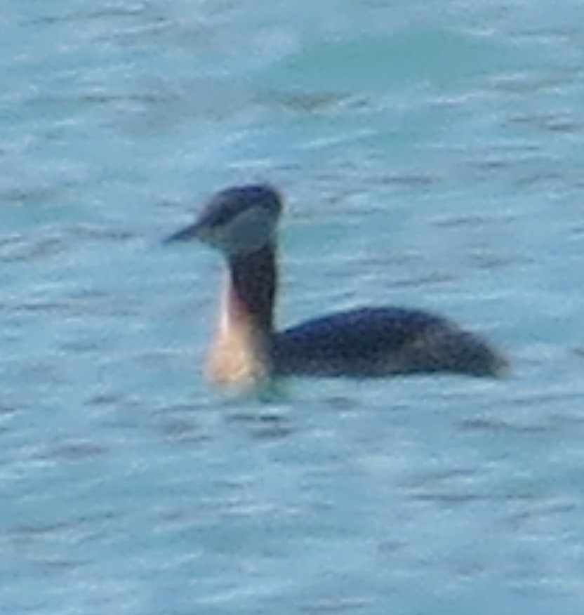 Red-necked Grebe - ML153824931