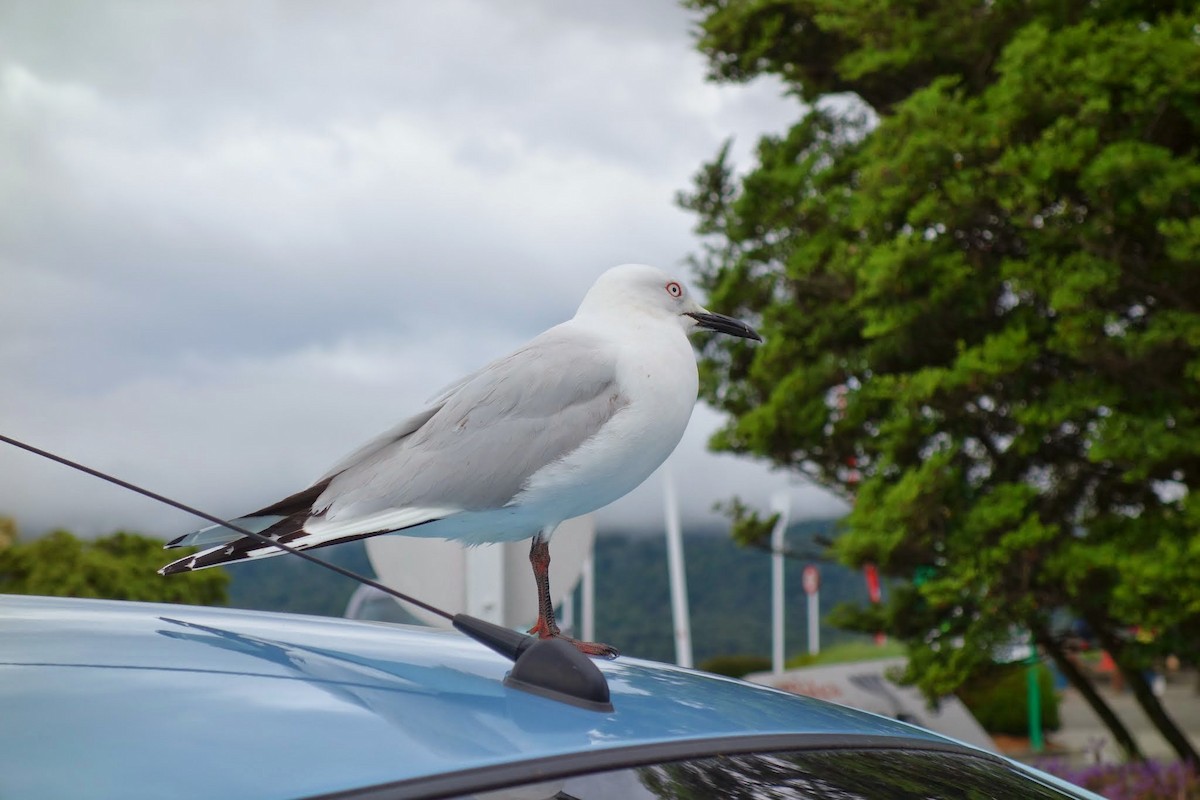 Black-billed Gull - ML153825151