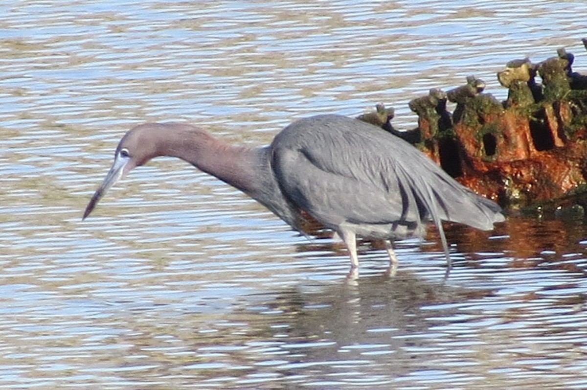 Little Blue Heron - ML153825451