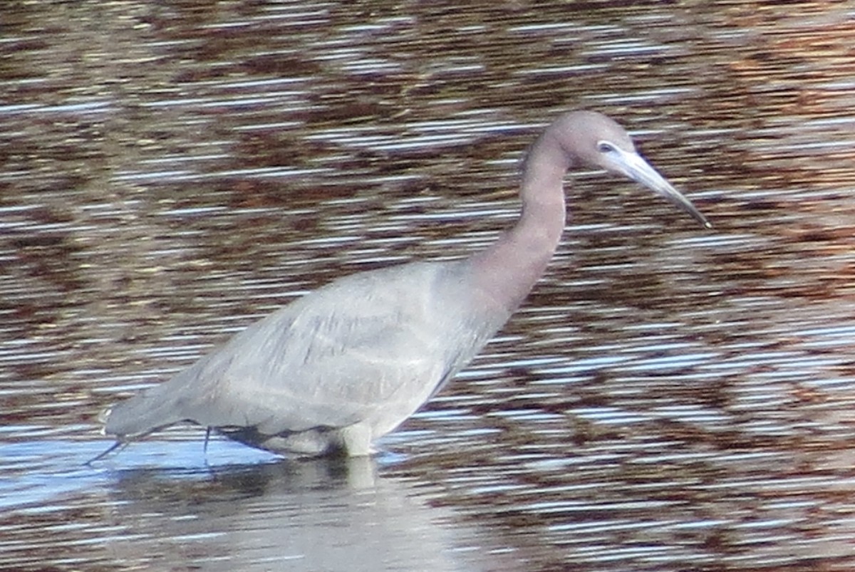 Little Blue Heron - ML153825461