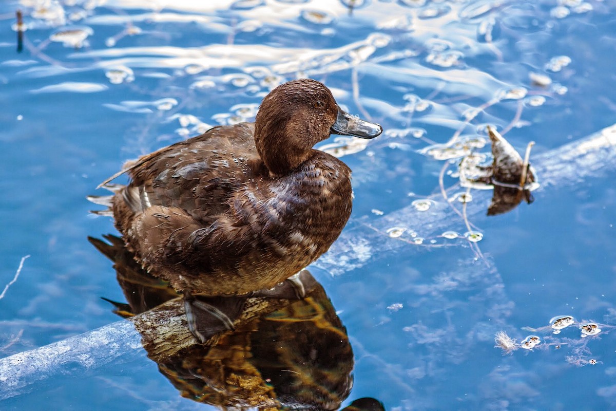 New Zealand Scaup - ML153825661